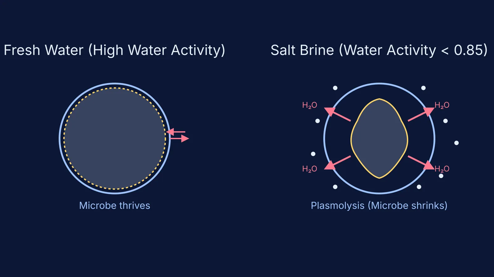 Diagram showing a microbe thriving in fresh water versus shrinking in a salt brine.