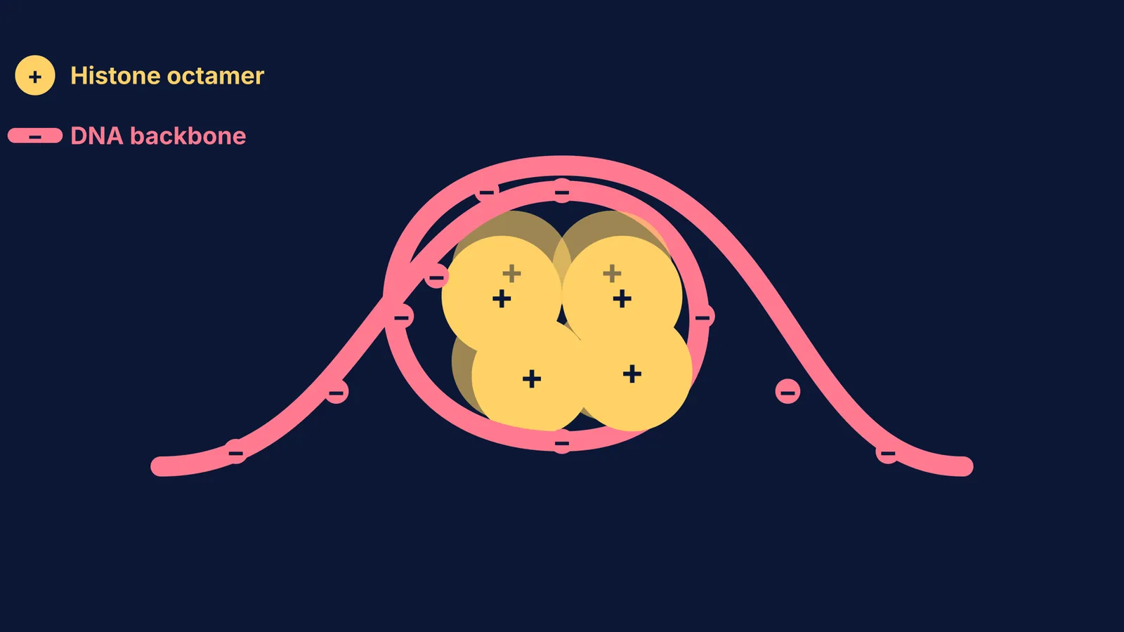 Diagram showing a negatively charged DNA backbone wrapping around a positively charged histone octamer