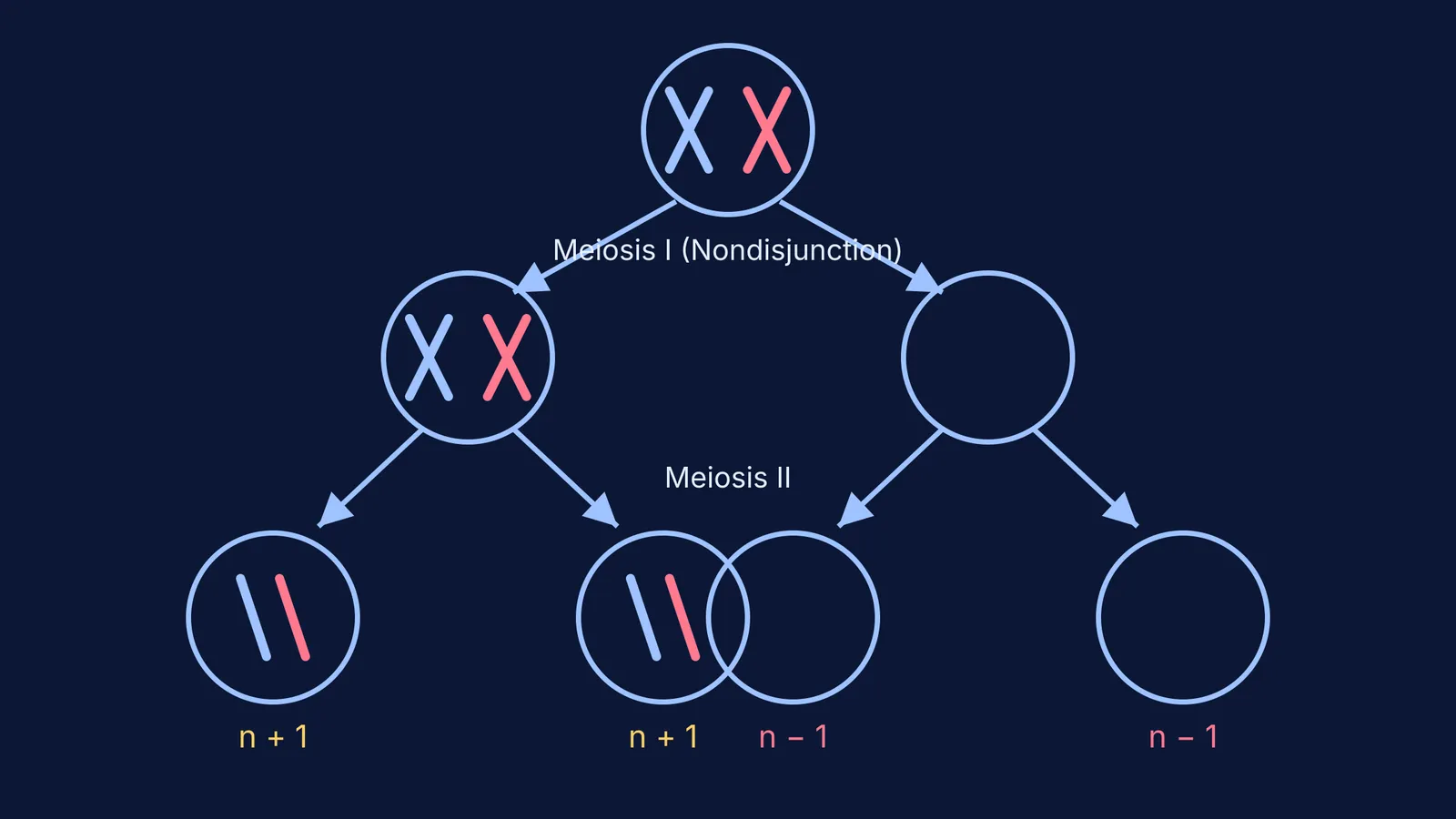 Diagram showing a nondisjunction error during Meiosis I resulting in gametes with abnormal chromosome numbers.