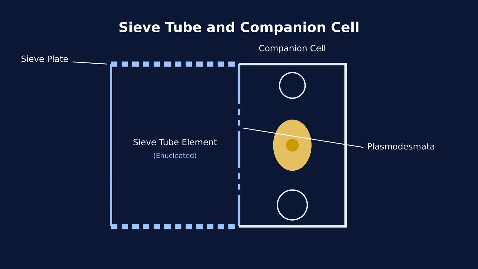Diagram showing a nucleated companion cell connected to an enucleated sieve tube.