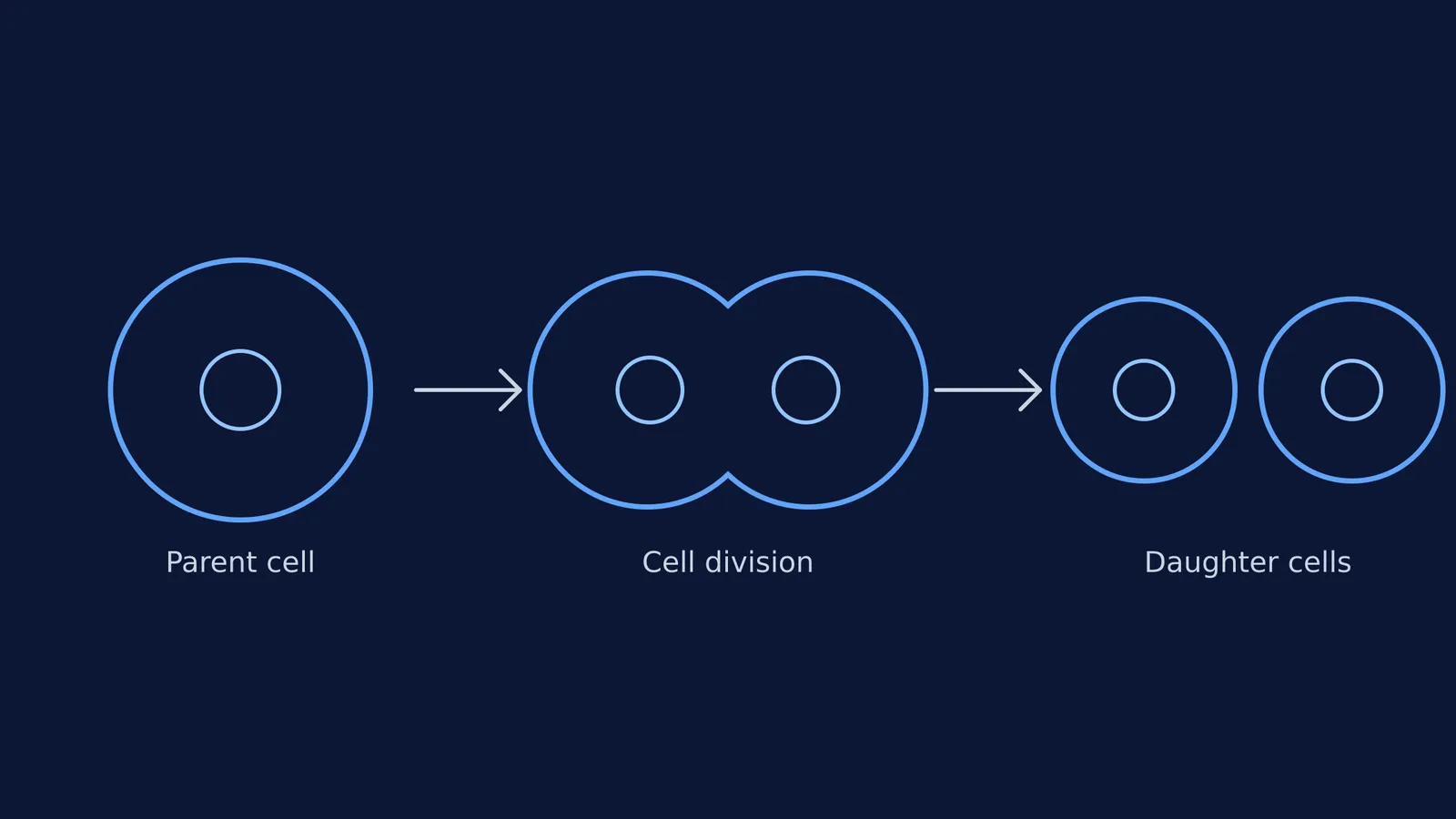 Diagram showing a parent cell dividing into two daughter cells