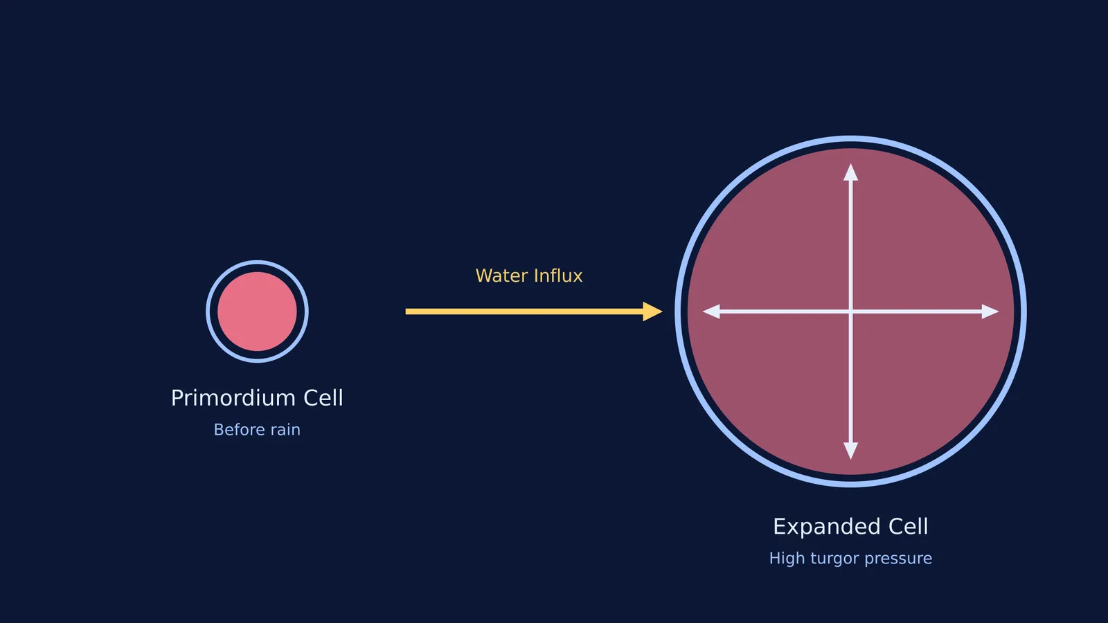 Diagram showing a primordium cell expanding from water influx to form a large cell.