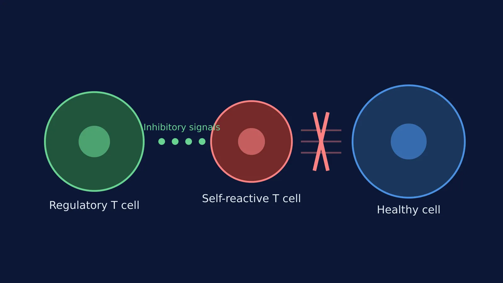 Diagram showing a regulatory T cell stopping a self-reactive T cell from attacking a cell