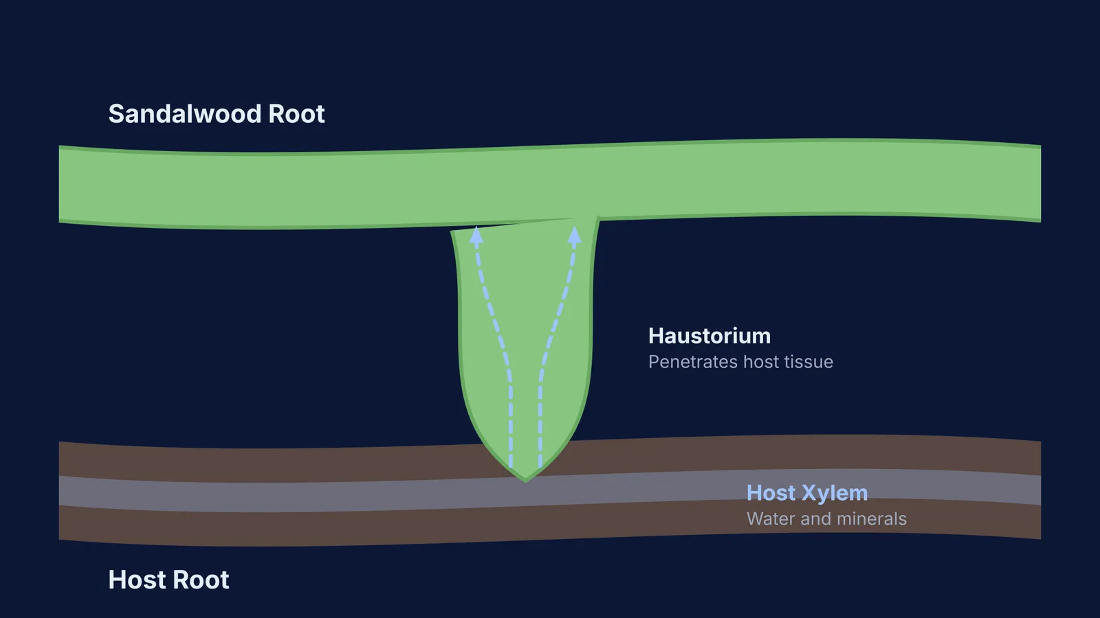 Diagram showing a sandalwood root haustorium penetrating a host root to extract water.