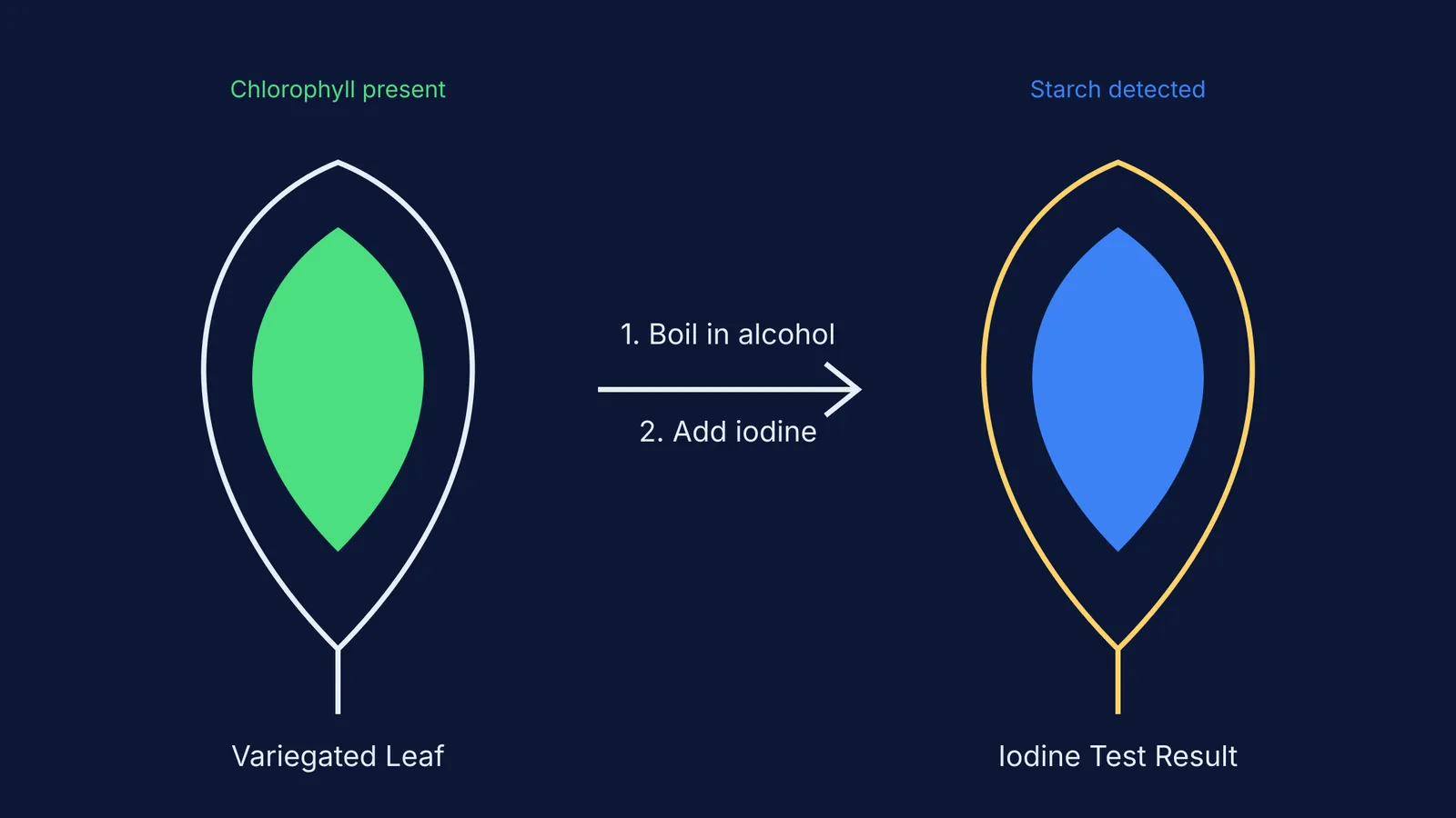 Diagram showing a variegated leaf before and after the iodine starch test