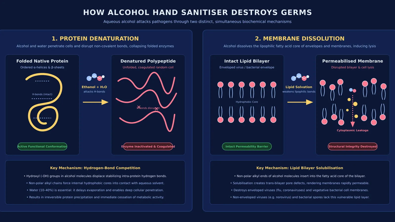 Diagram showing alcohol denaturing bacterial proteins and disrupting the protective lipid bilayer membrane
