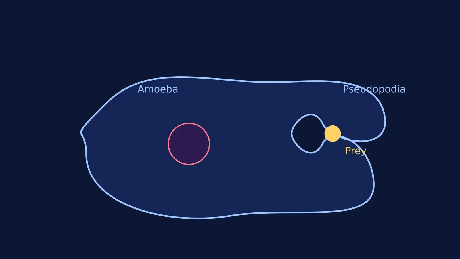 Diagram showing an amoeba engulfing a prey with its pseudopodia.