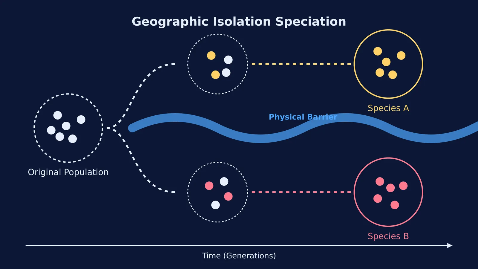 Diagram showing an ancestral population split by a physical barrier diverging into two distinct species.