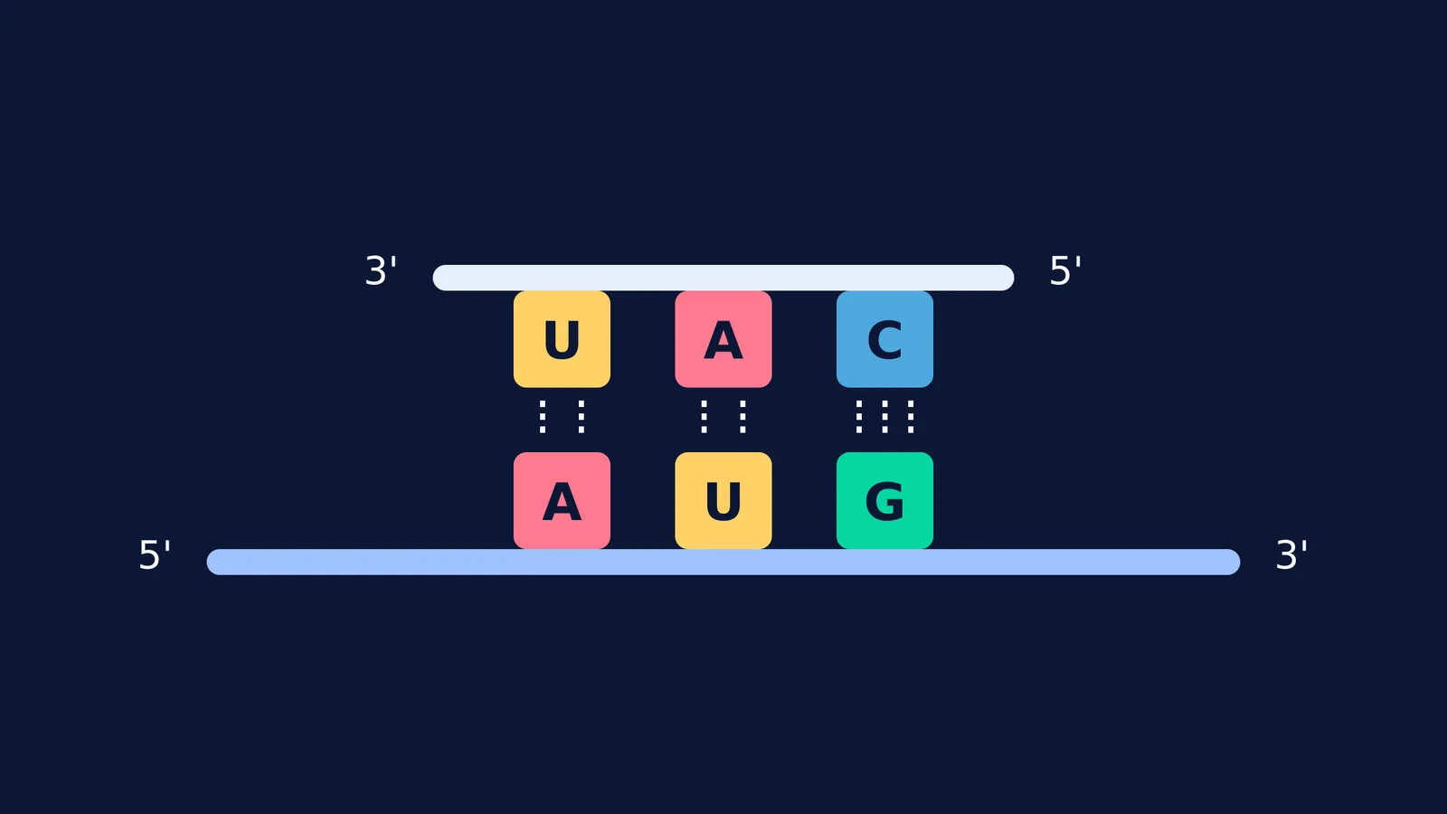 Diagram showing an mRNA codon pairing with a tRNA anticodon