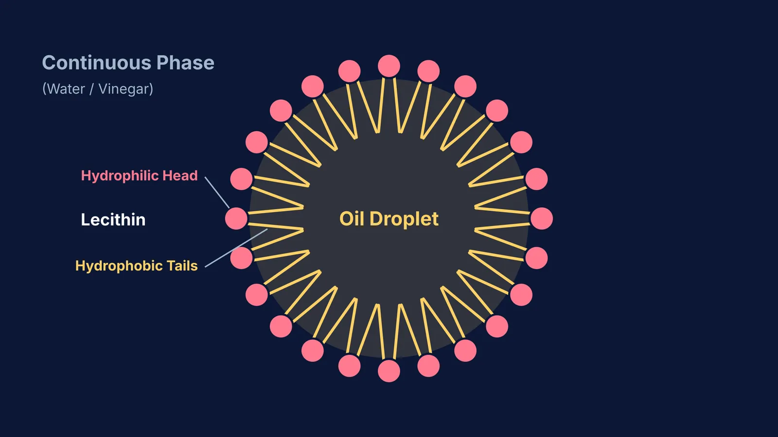 Diagram showing an oil droplet surrounded by lecithin molecules in water