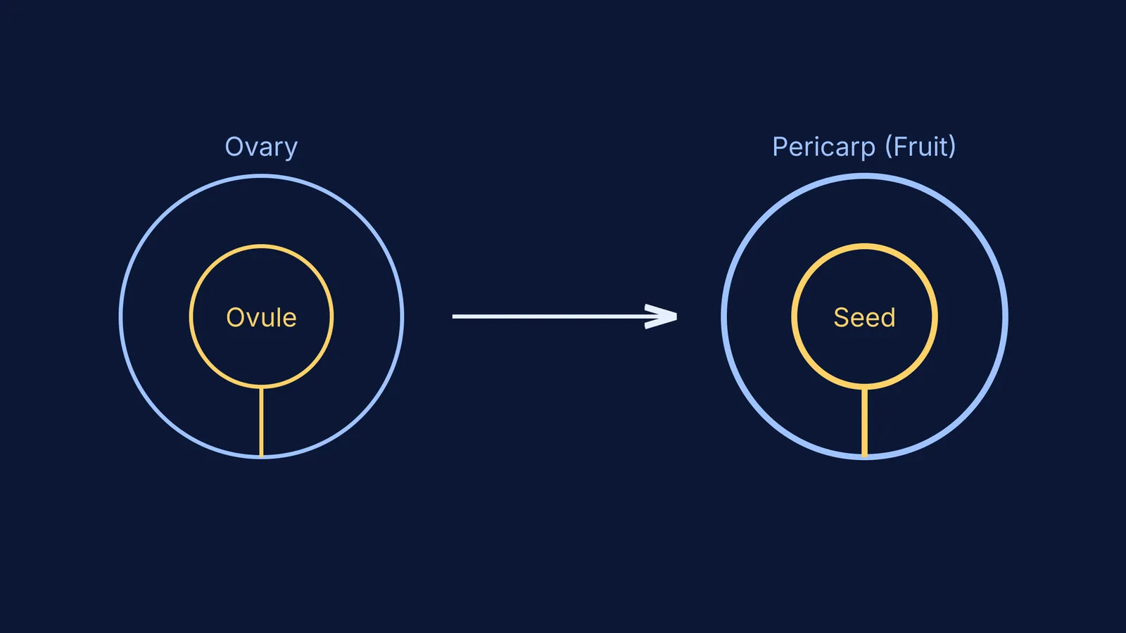 Diagram showing an ovary transforming into a fruit and an ovule into a seed