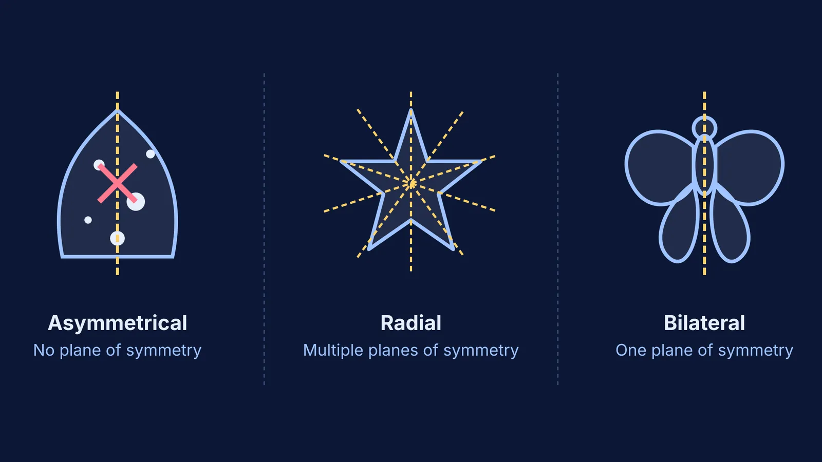 Diagram showing asymmetrical, radial, and bilateral symmetry in animals.
