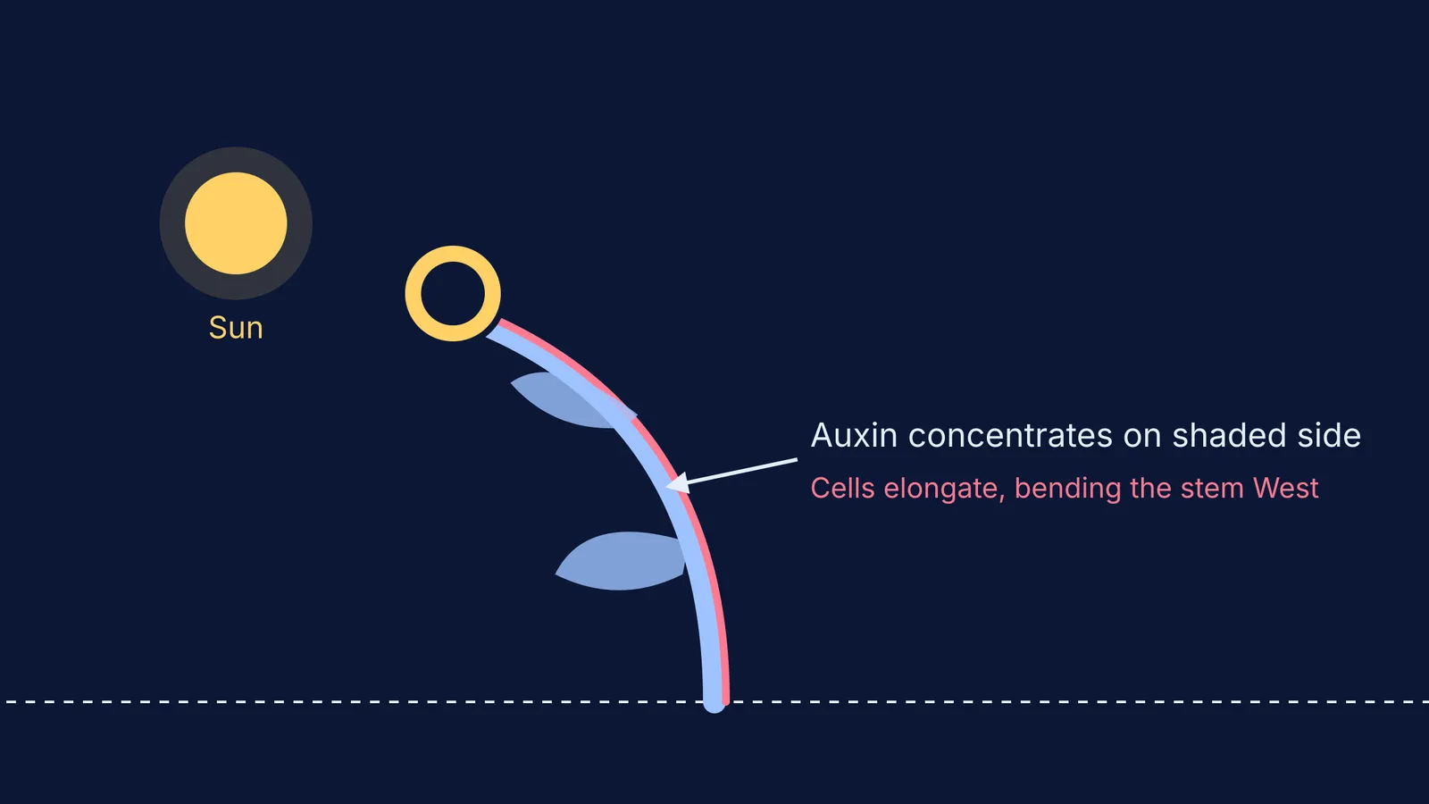 Diagram showing auxin causing cell elongation on a sunflower stem's shaded side