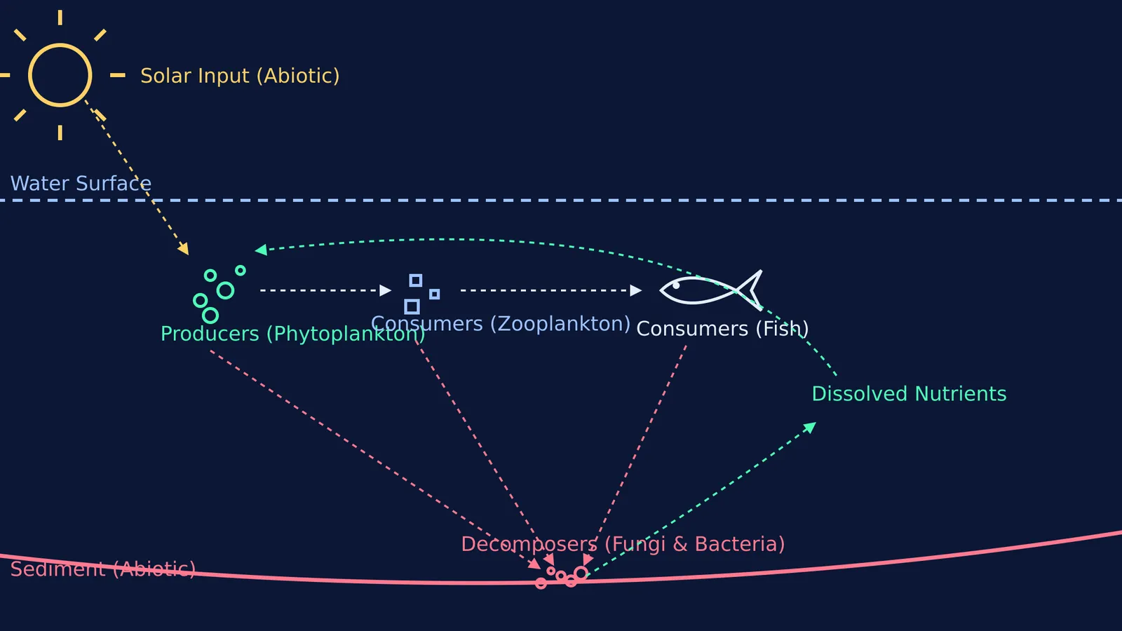 Diagram showing biotic components like producers and consumers alongside abiotic elements in a pond.