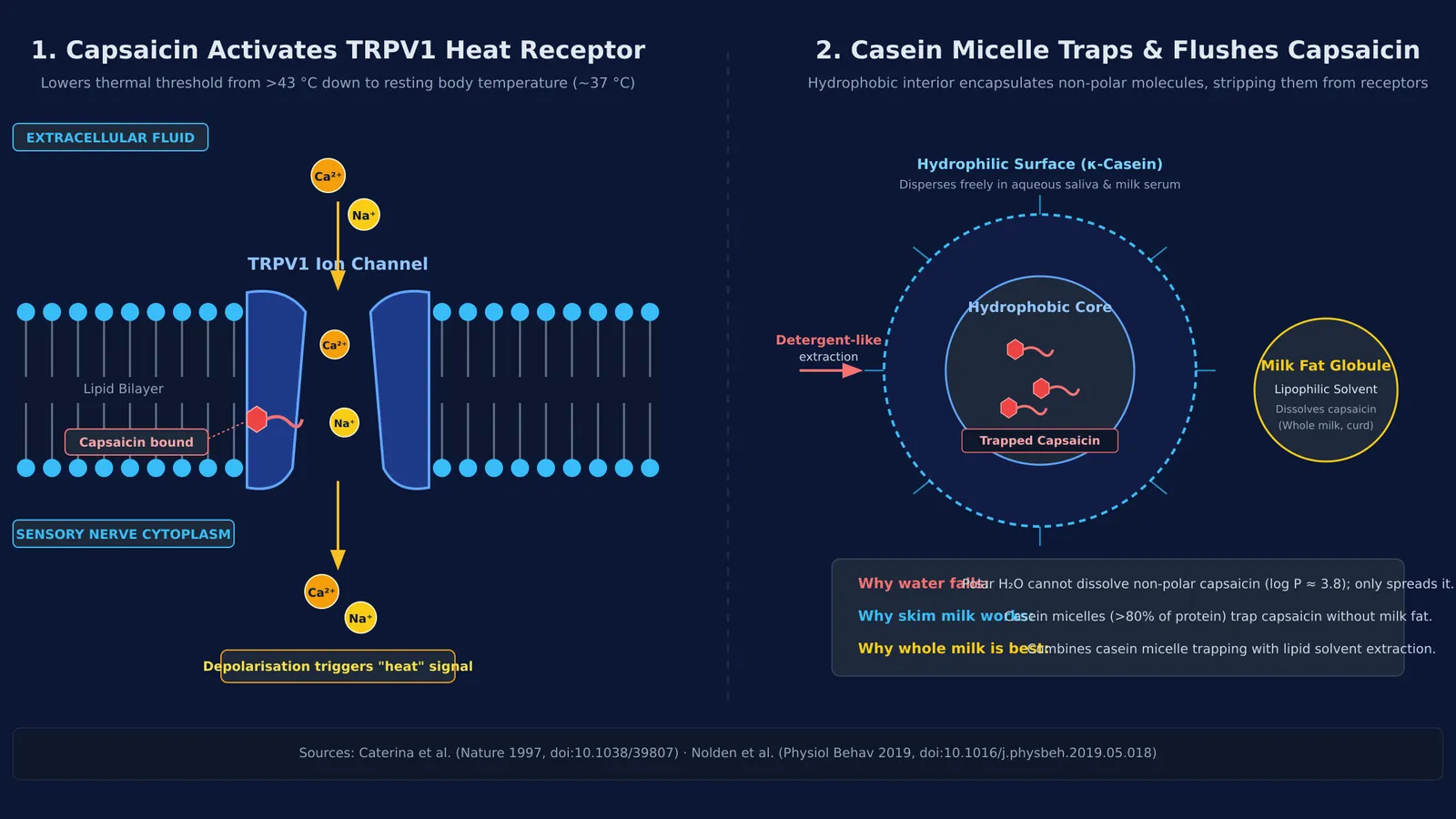 Diagram showing capsaicin activating TRPV1 ion channels and milk casein micelles capturing capsaicin