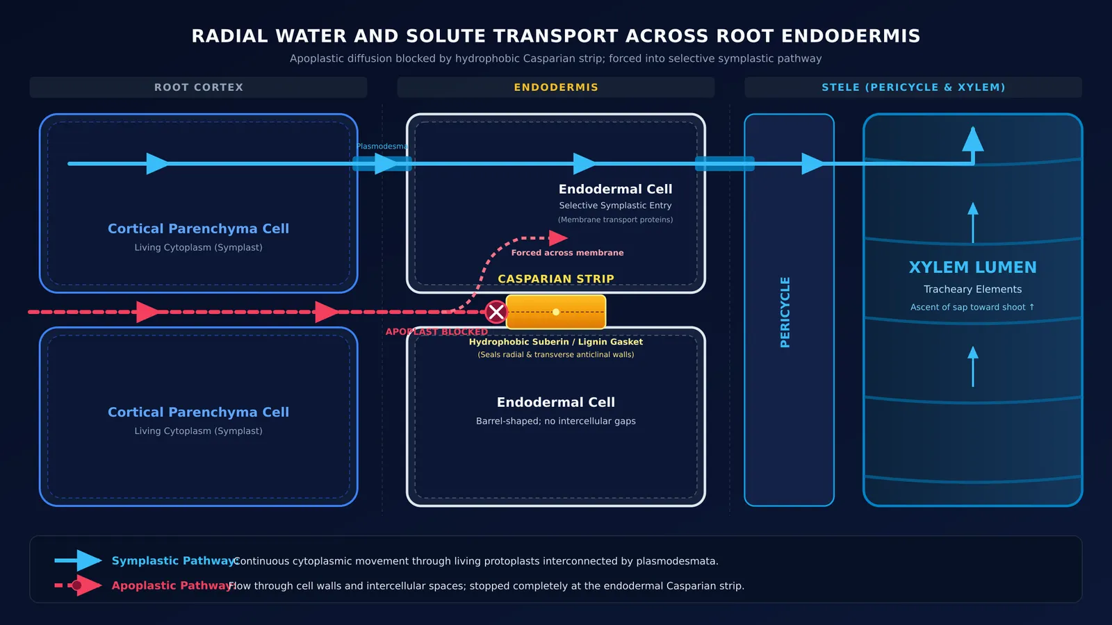 Diagram showing Casparian strip in endodermis blocking apoplastic water transport into xylem