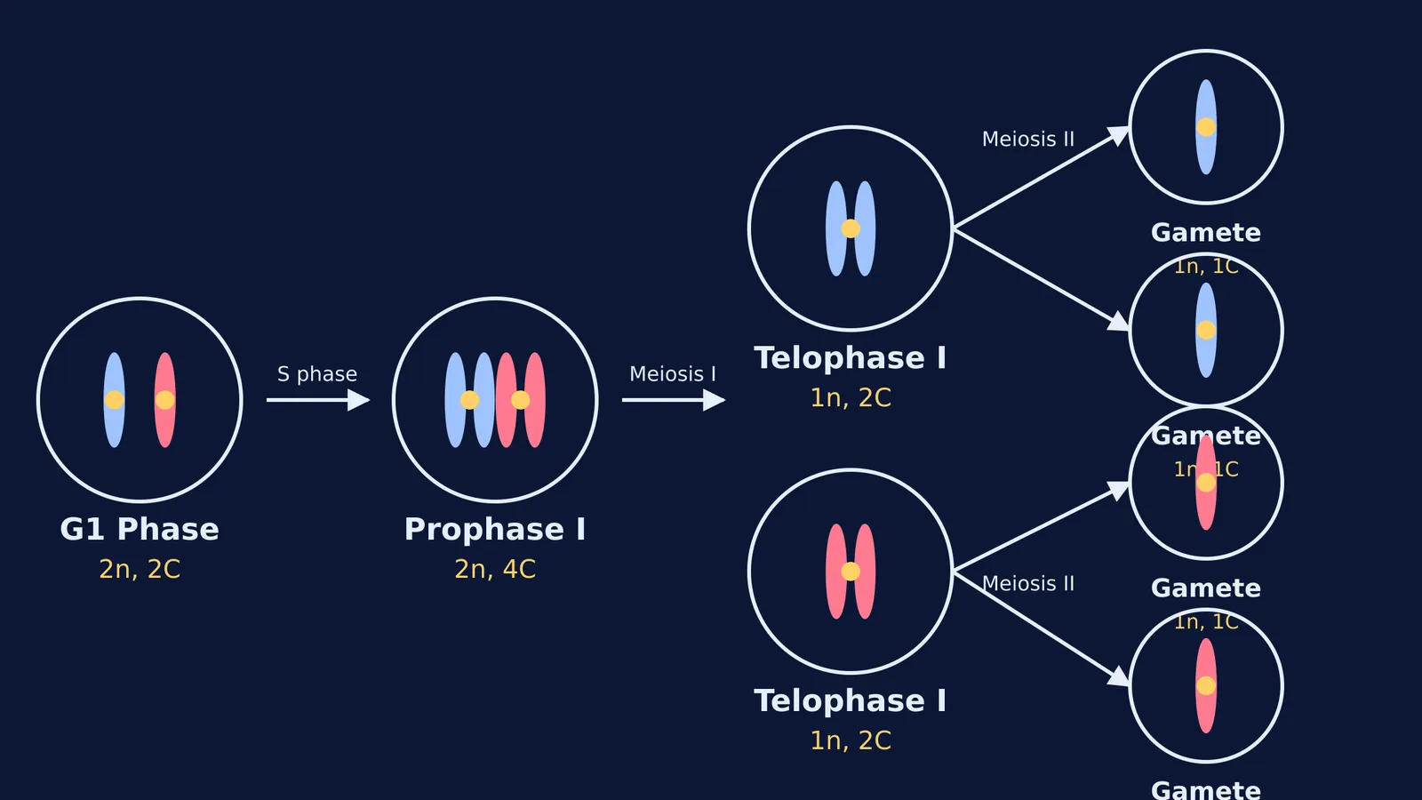 Diagram showing chromosome number (n) and DNA content (C) at G1, Prophase I, Prophase II and Gamete stages