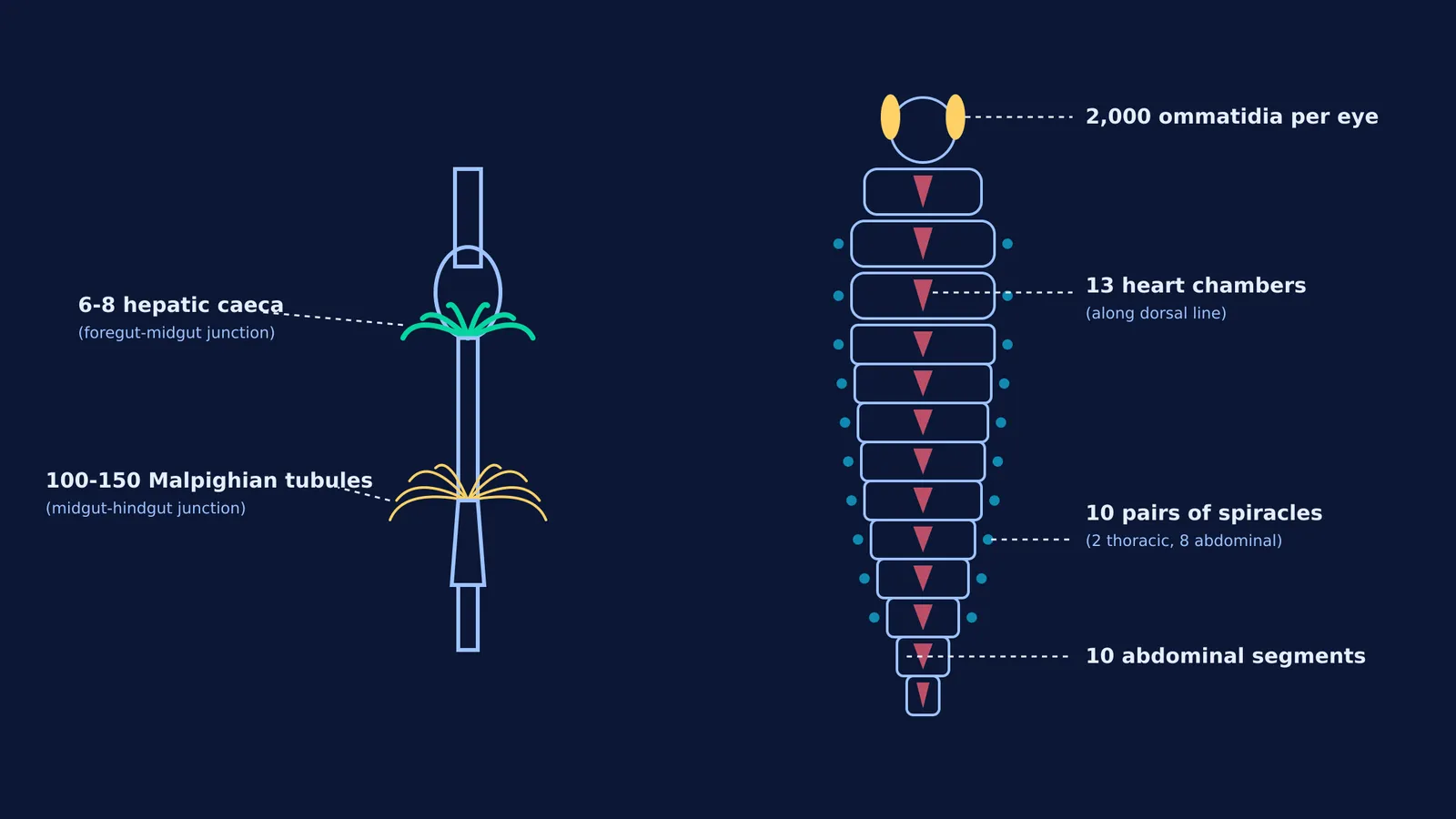Diagram showing cockroach anatomy and exact NCERT organ counts.