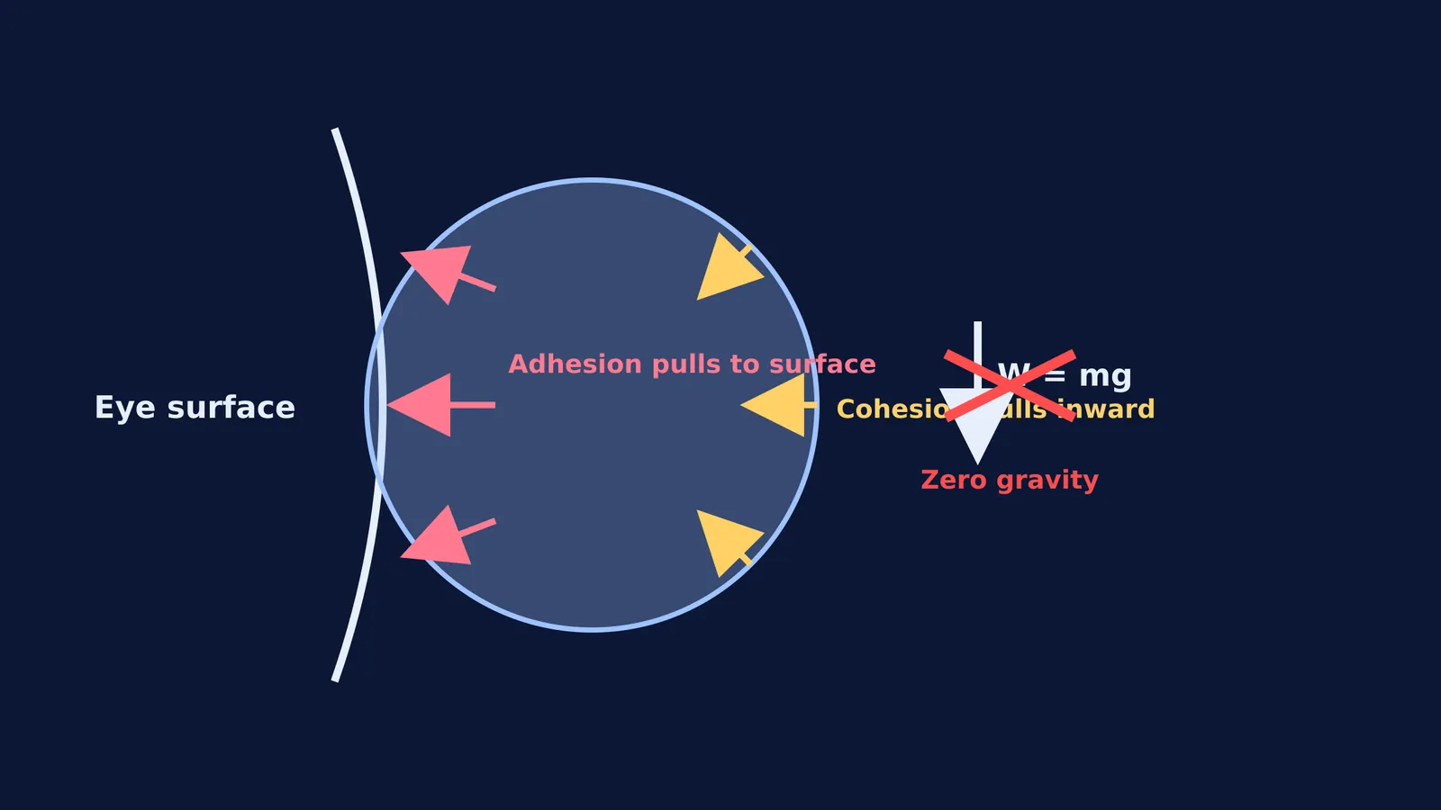 Diagram showing cohesive and adhesive forces acting on a tear in microgravity, with weight crossed out