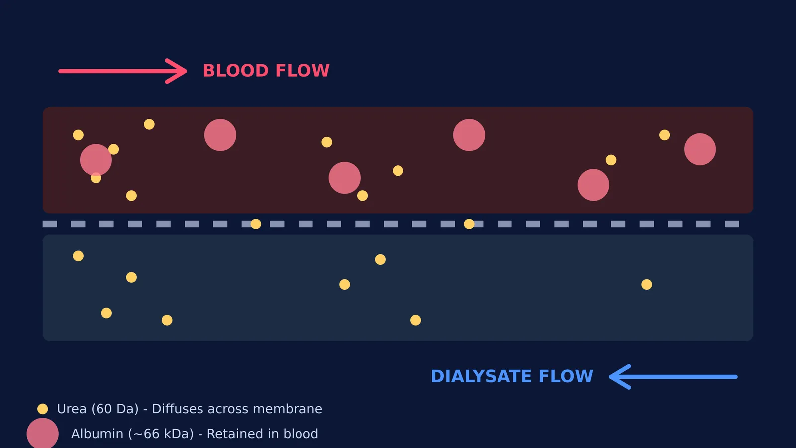 Diagram showing counter-current flow and diffusion of urea across a selectively permeable membrane
