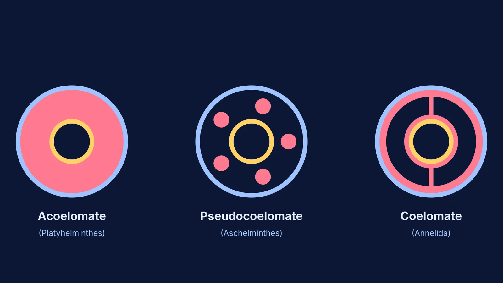 Diagram showing cross-sections of acoelomate, pseudocoelomate, and coelomate body cavities