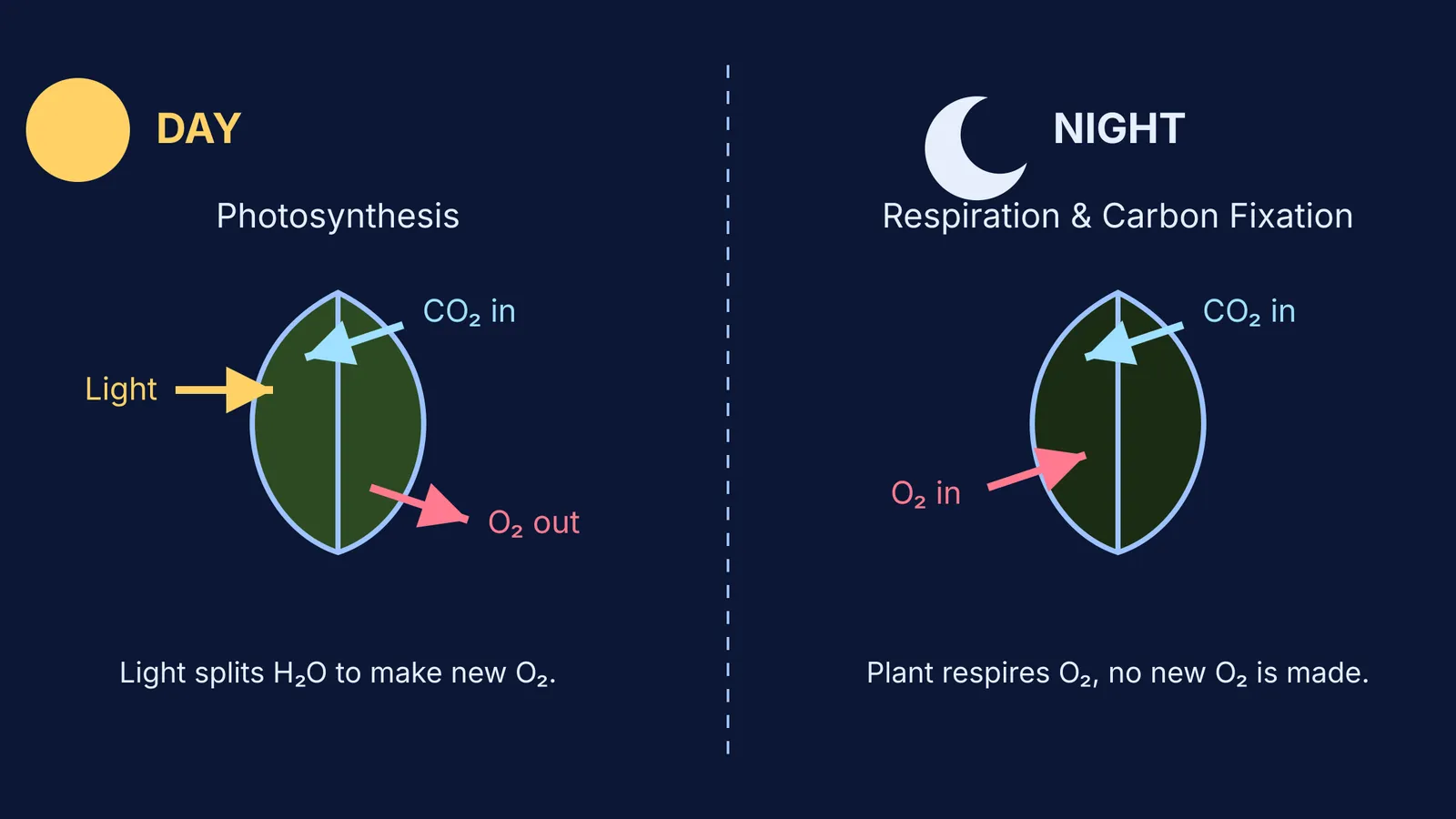 Diagram showing daytime photosynthesis vs nighttime respiration and carbon fixation in a leaf.