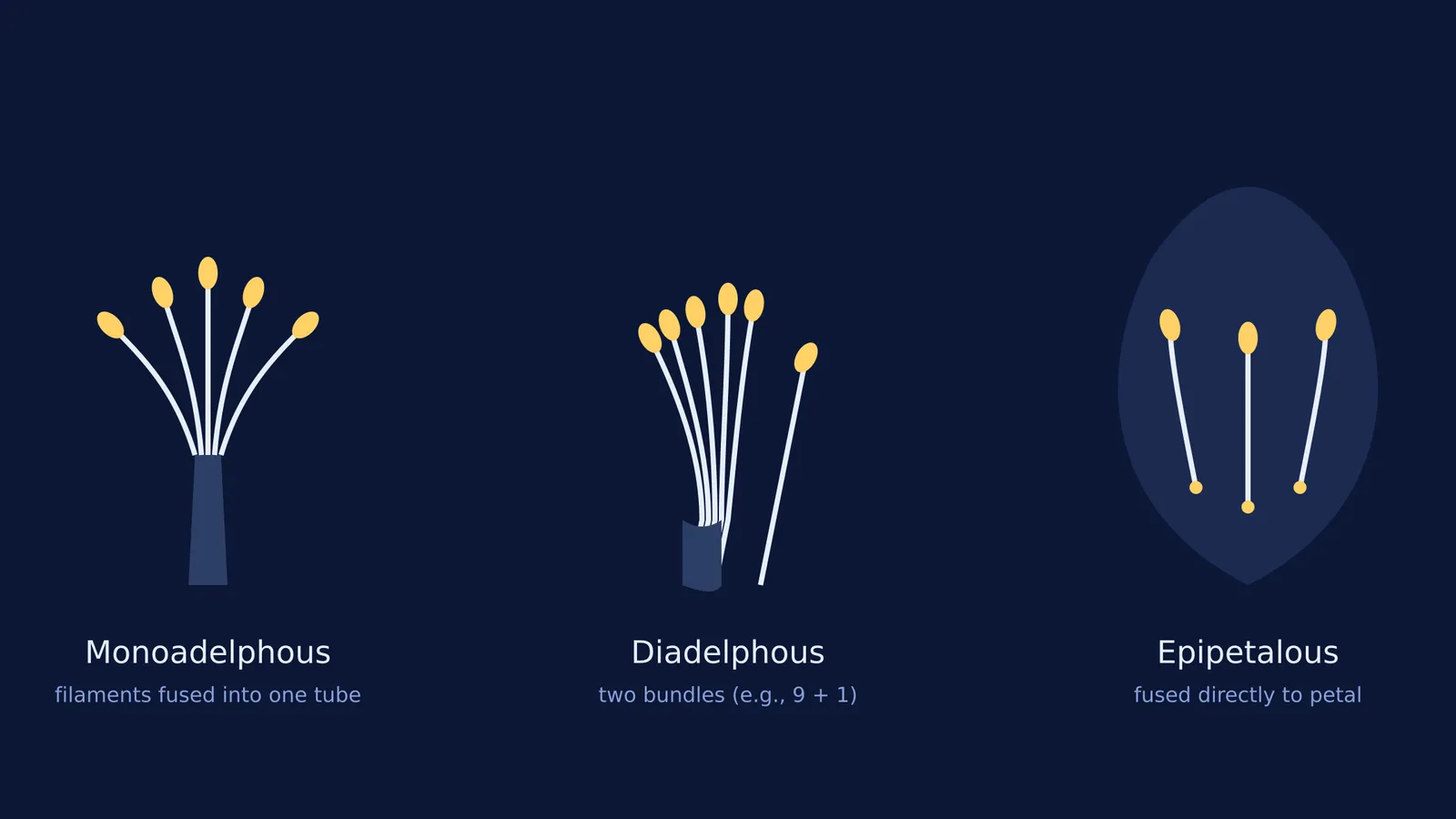 Diagram showing diadelphous, monoadelphous and epipetalous stamens