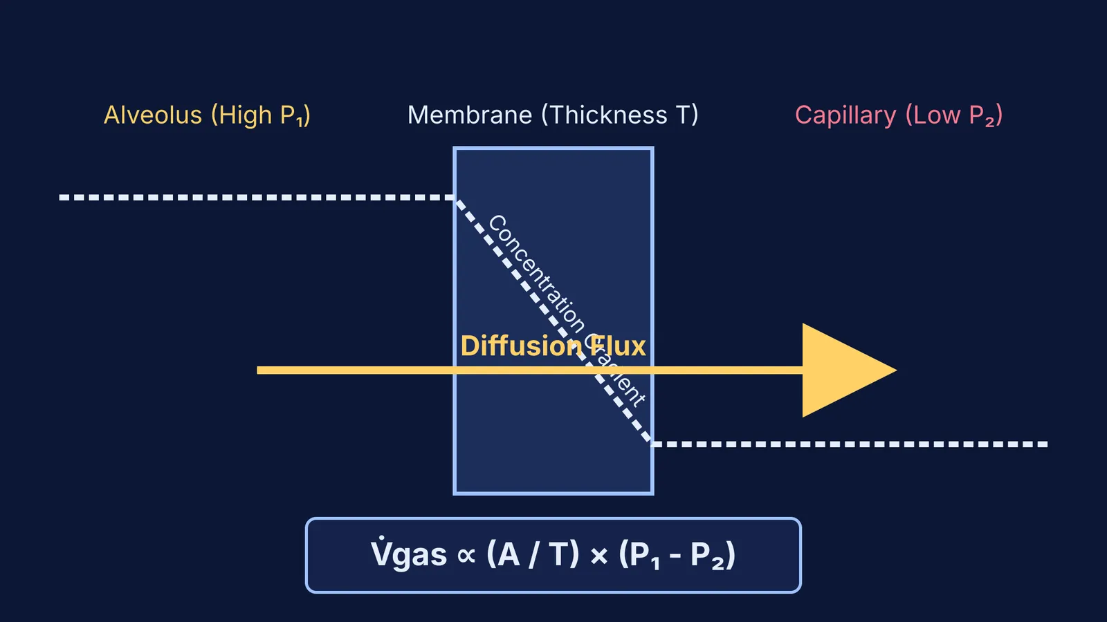 Diagram showing diffusion flux across a membrane driven by a concentration gradient