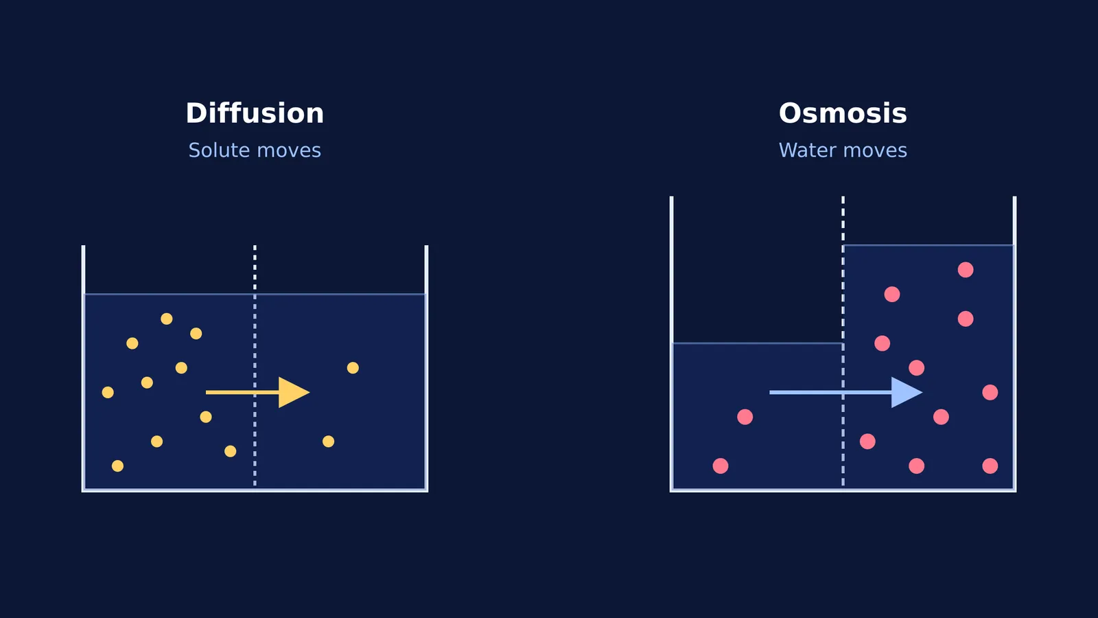 Diagram showing diffusion of solute on the left and osmosis of water on the right.