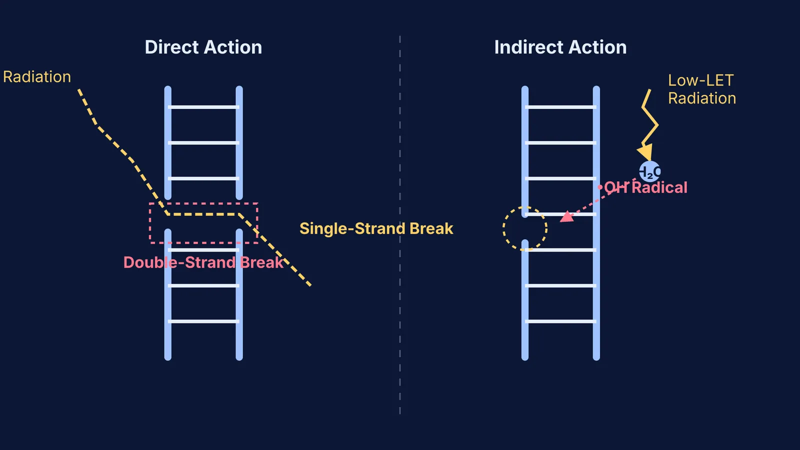 Diagram showing direct and indirect DNA damage from ionising radiation