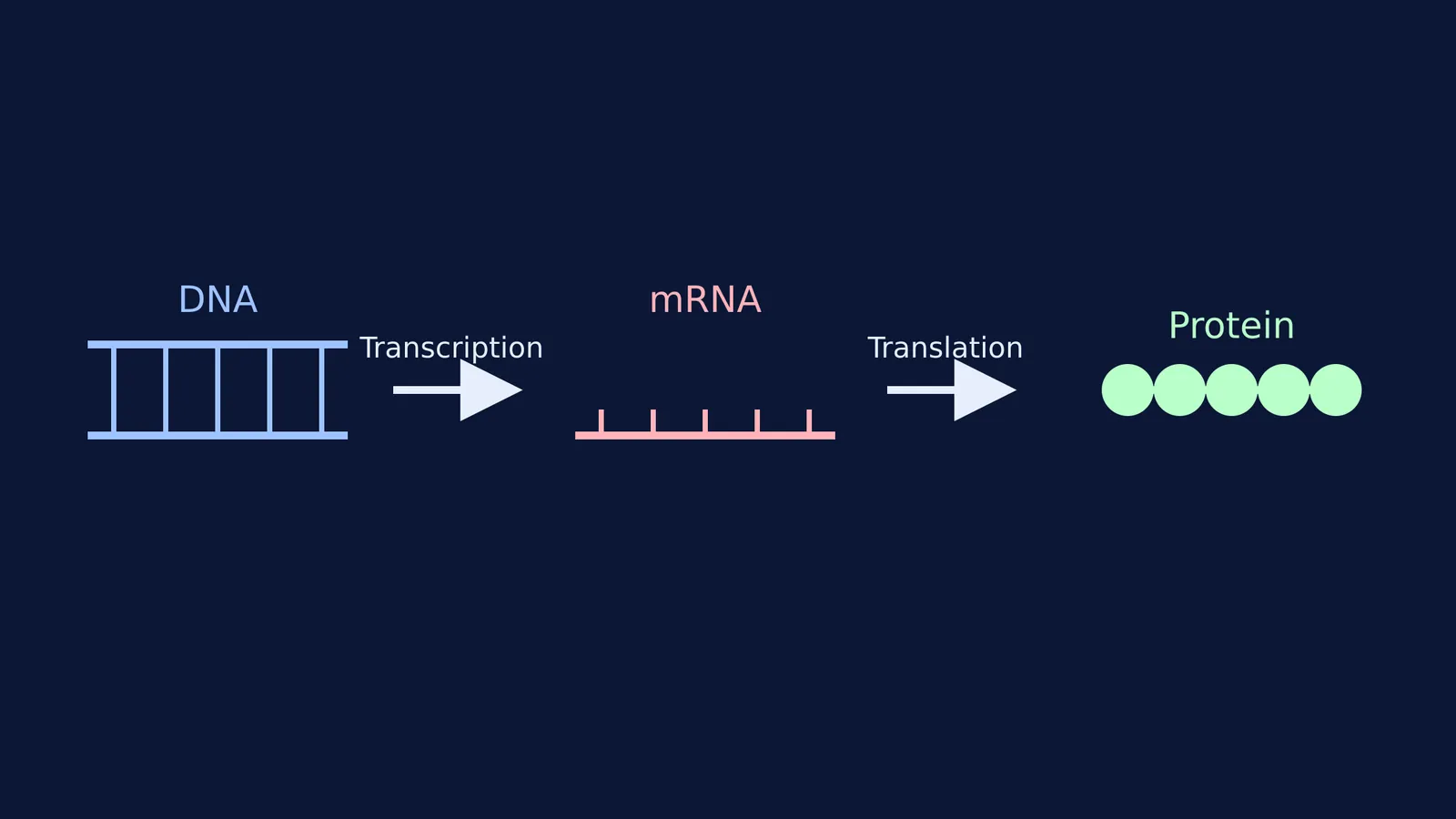 Diagram showing DNA transcribed into mRNA, then translated into a protein