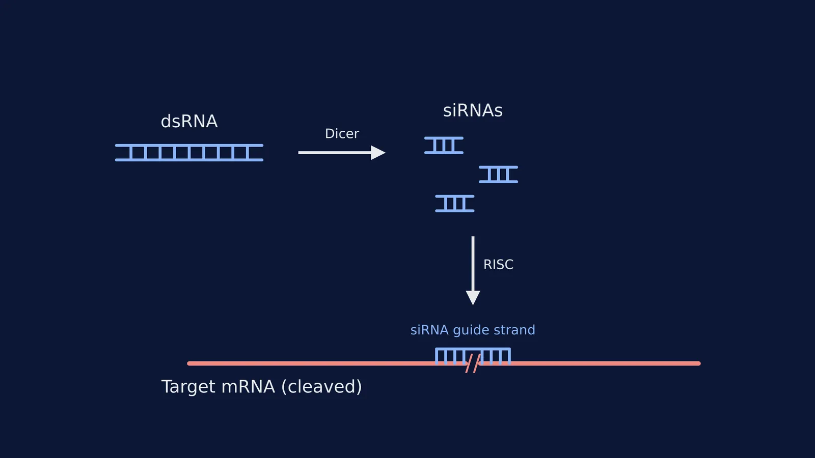 Diagram showing double-stranded RNA cleaved into siRNAs which then bind and cut target mRNA