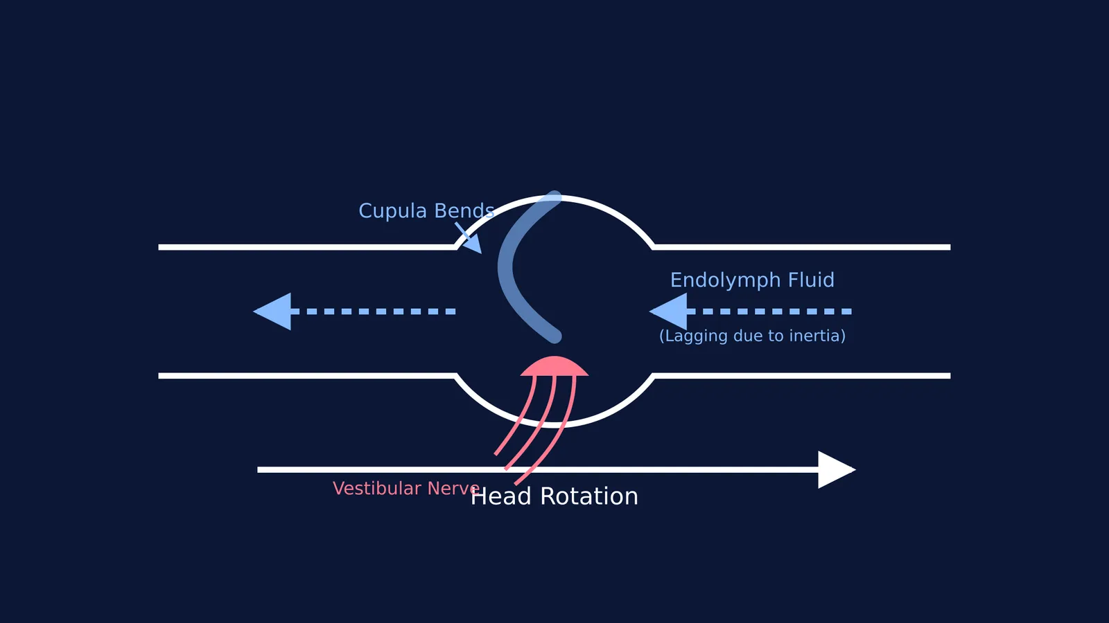Diagram showing endolymph fluid inertia bending the cupula inside the ampulla during head rotation
