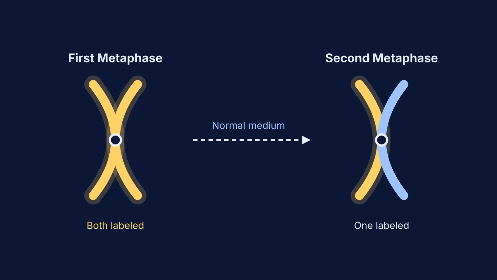 Diagram showing first and second metaphase chromosomes in Taylor's experiment.