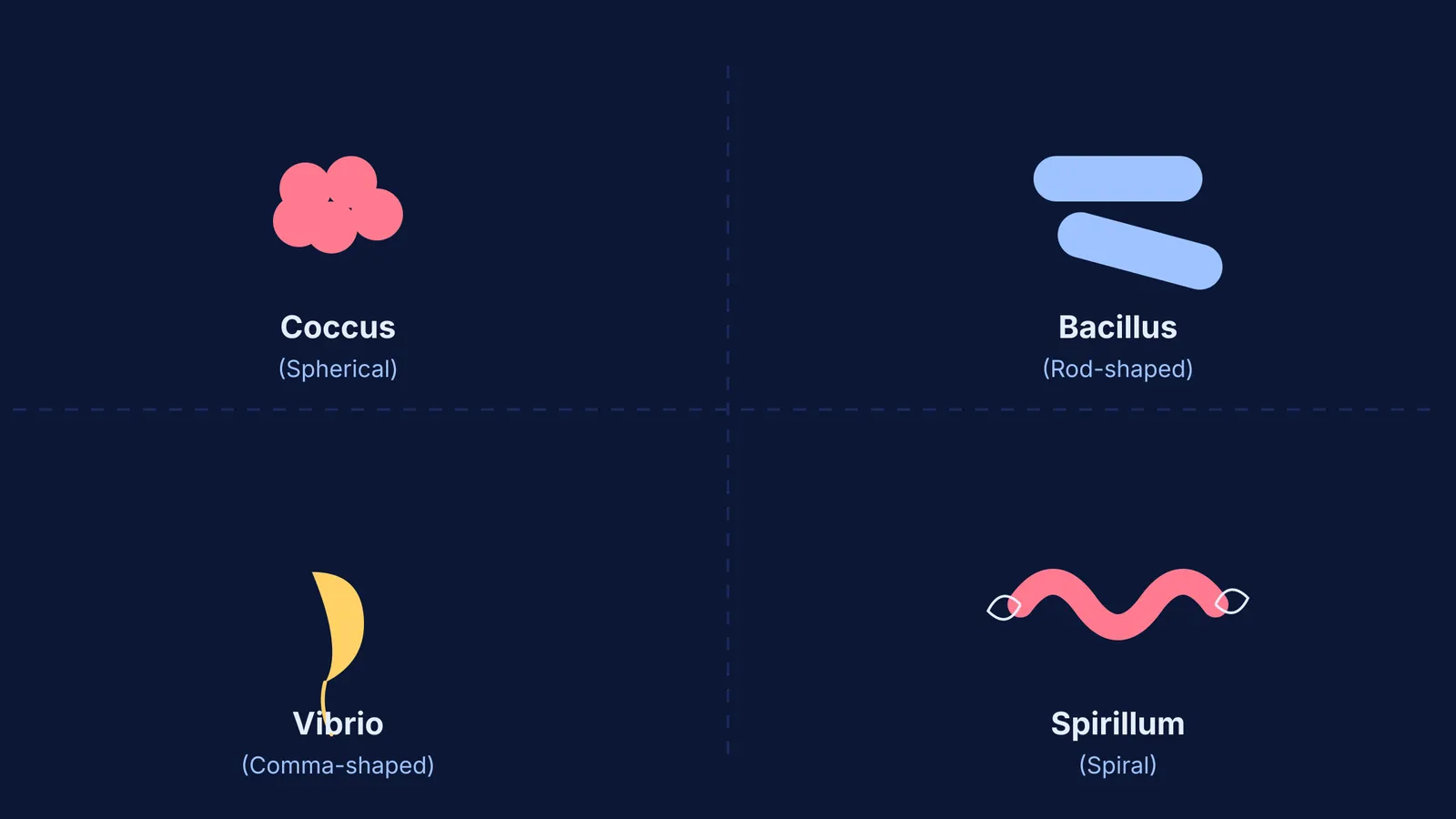 Diagram showing four bacterial shapes: coccus, bacillus, vibrio and spirillum