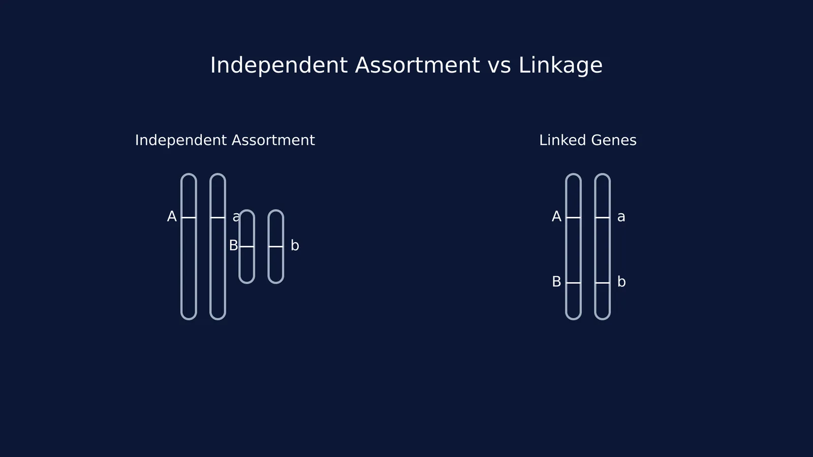 Diagram showing genes on different chromosomes versus linked genes on the same chromosome.