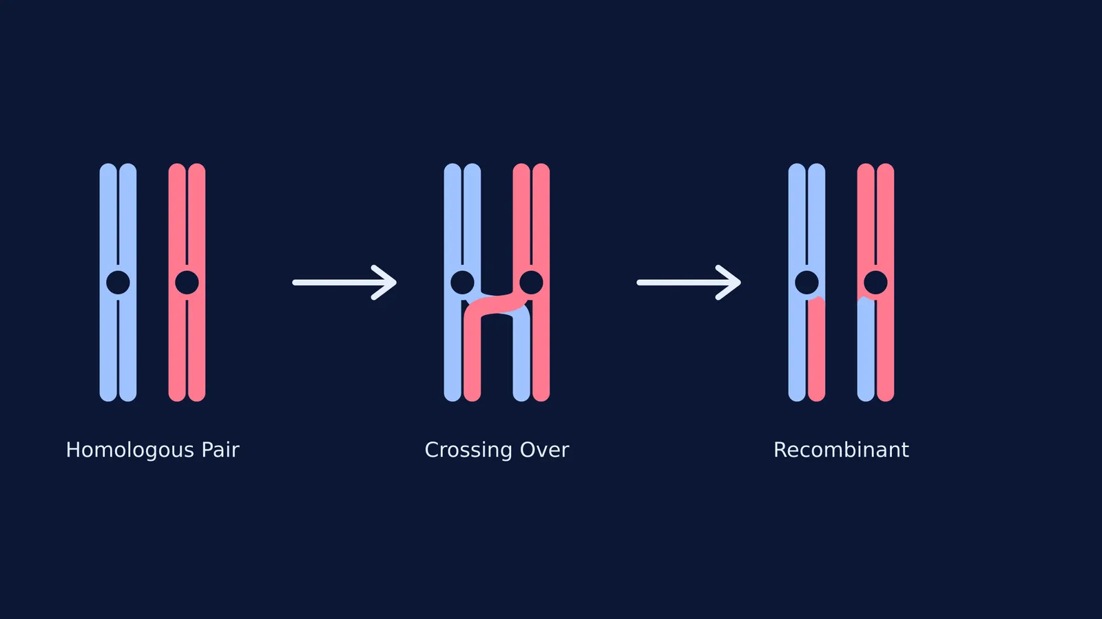 Diagram showing homologous chromosomes before, during, and after crossing over
