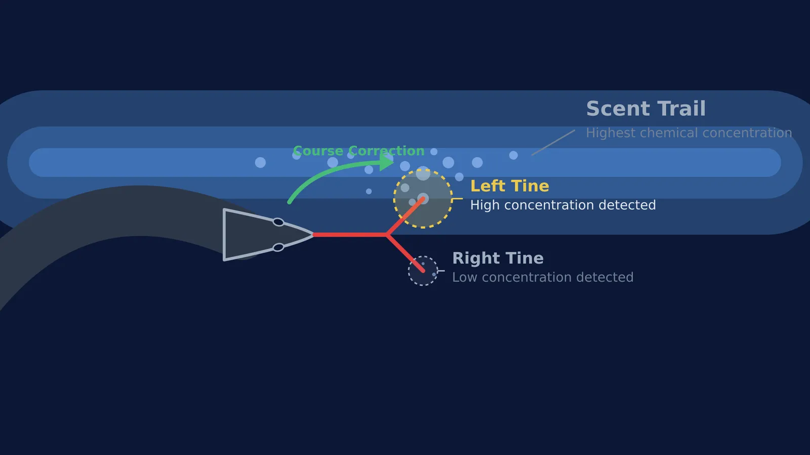 Diagram showing how a snake's forked tongue detects the edge of a scent trail.