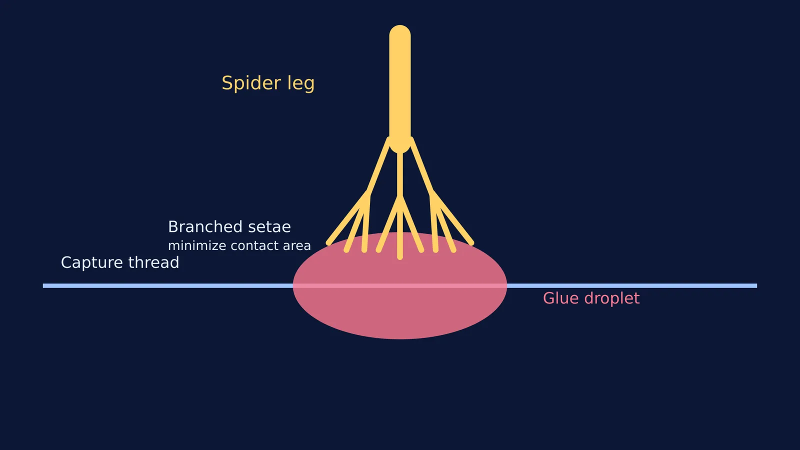 Diagram showing how a spider's branched leg hairs minimize contact with a sticky glue droplet.