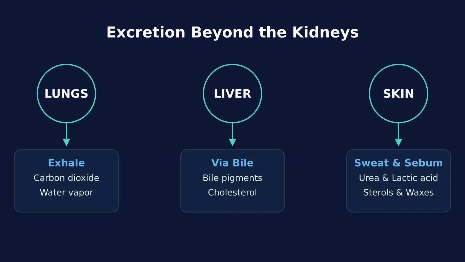 Diagram showing how lungs excrete carbon dioxide, liver excretes bile pigments, and skin excretes sweat and sebum.