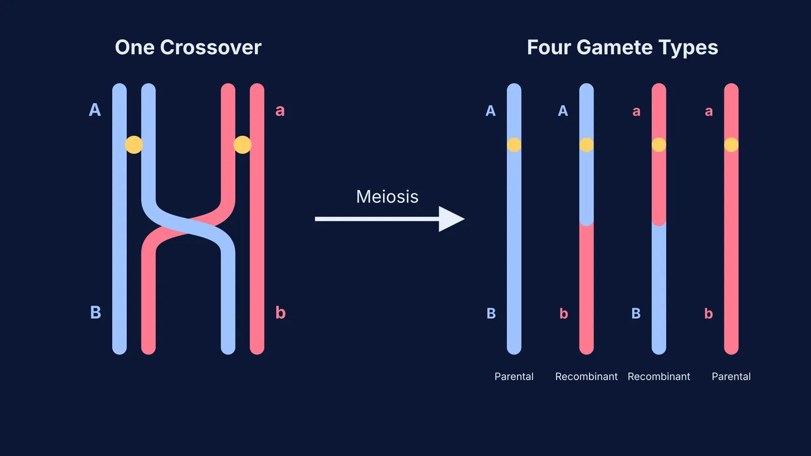 Diagram showing how one crossover in a tetrad produces two parental and two recombinant gametes.