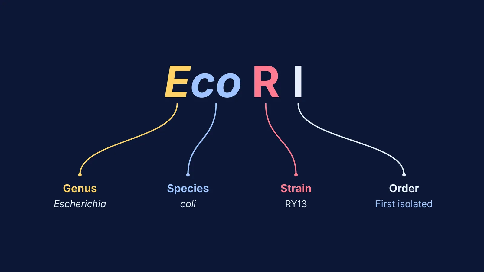 Diagram showing how the name EcoRI breaks down into genus, species, strain, and order.