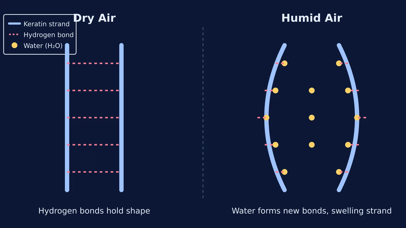 Diagram showing how water disrupts keratin hydrogen bonds in humid air