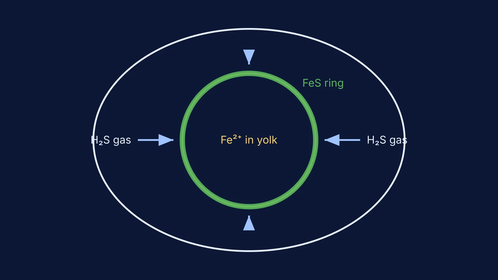 Diagram showing hydrogen sulphide gas migrating to the yolk to form a green ring
