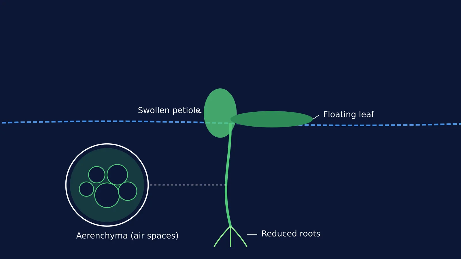 Diagram showing hydrophyte adaptations including aerenchyma and reduced roots