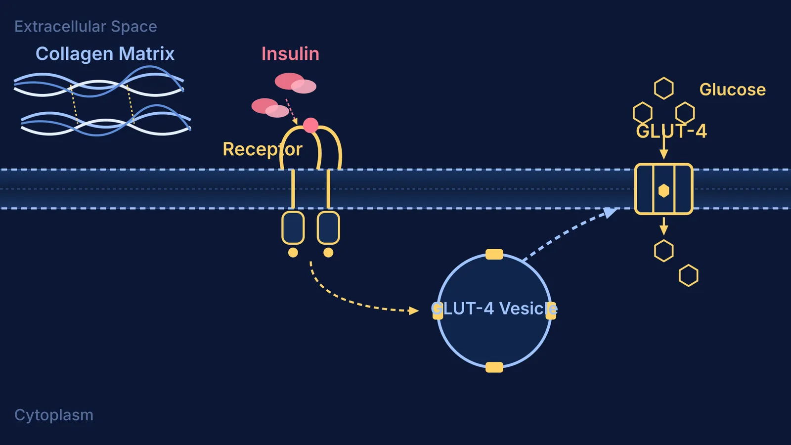 Diagram showing insulin receptor activation triggering GLUT-4 vesicle translocation and glucose influx.