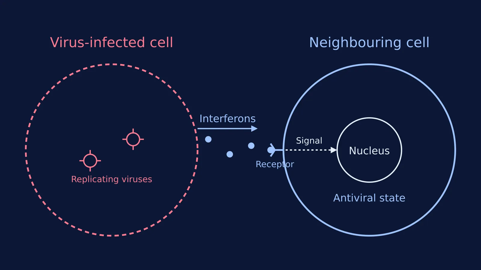 Diagram showing interferons travelling from an infected cell to a healthy cell.
