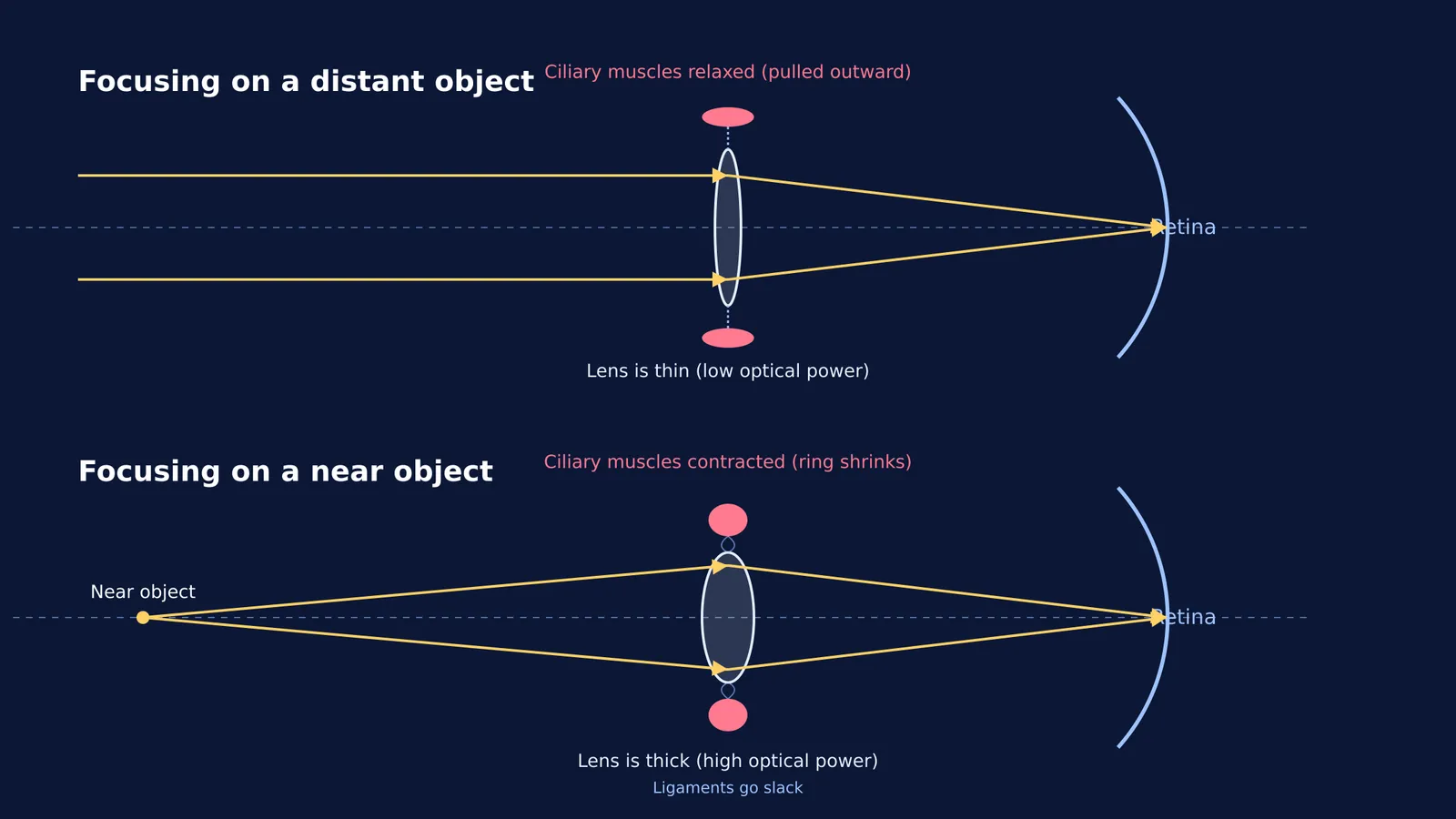 Diagram showing lens curvature during far and near vision.