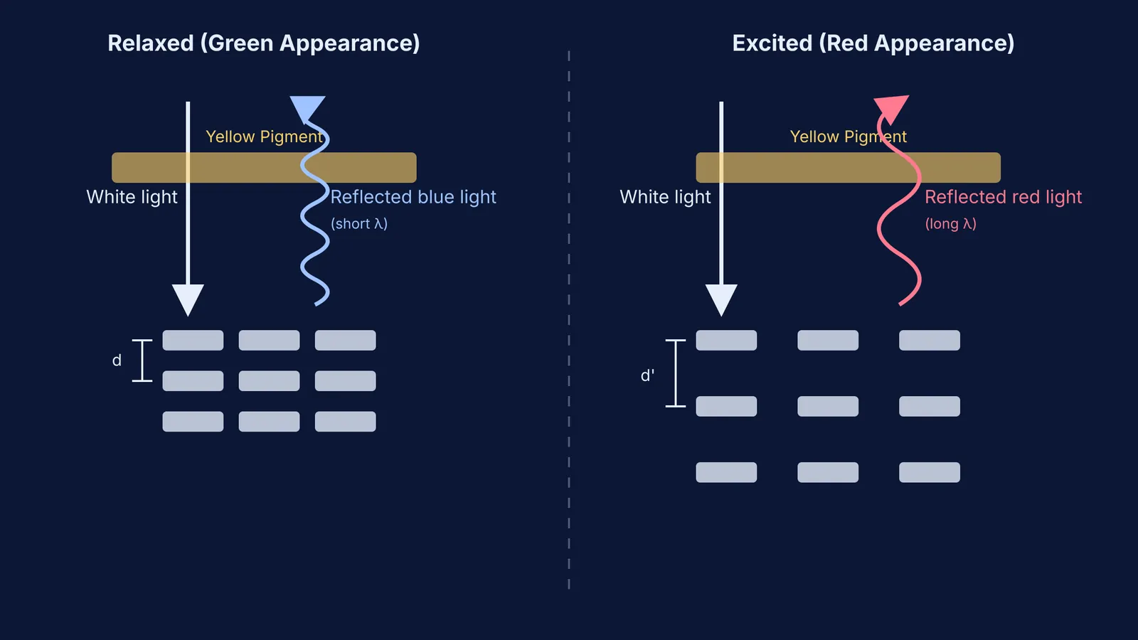 Diagram showing light reflecting off relaxed and excited guanine nanocrystals in a chameleon's skin
