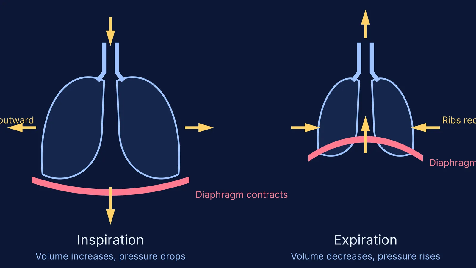 Diagram showing lungs expanding during inspiration and shrinking during expiration.